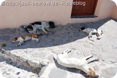 Hunde Siesta Fira Santorin Greece Griechenland Dogs